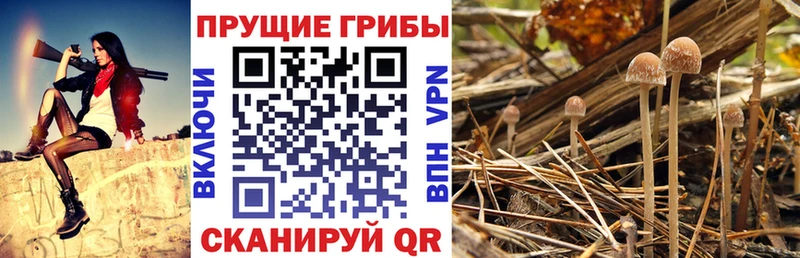 Псилоцибиновые грибы GOLDEN TEACHER  Ковдор 